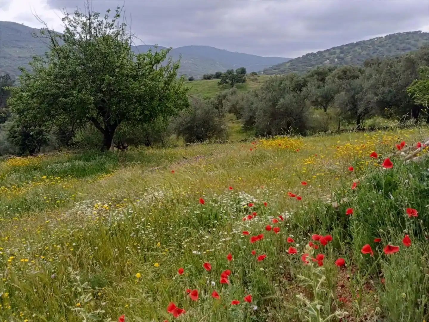 Finca rústica en venta en Fuentes de León