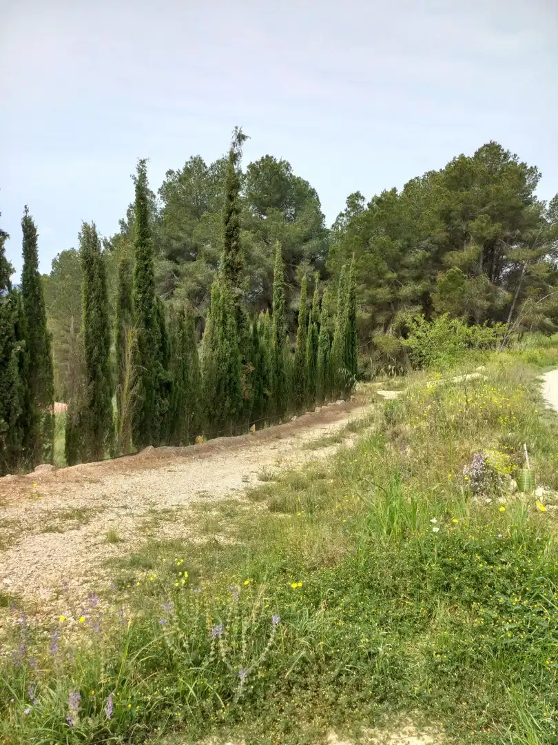 Rural land for sale in Ginestar, imagen 30