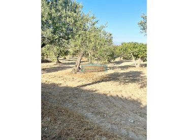 Terreno rustico in vendita a Ardelejos - Cuesta de la Palma - Buenavista