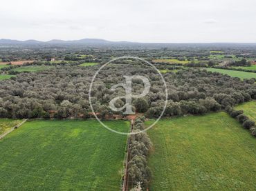 Terreno residencial en venta en Camí de Ses Pedreres