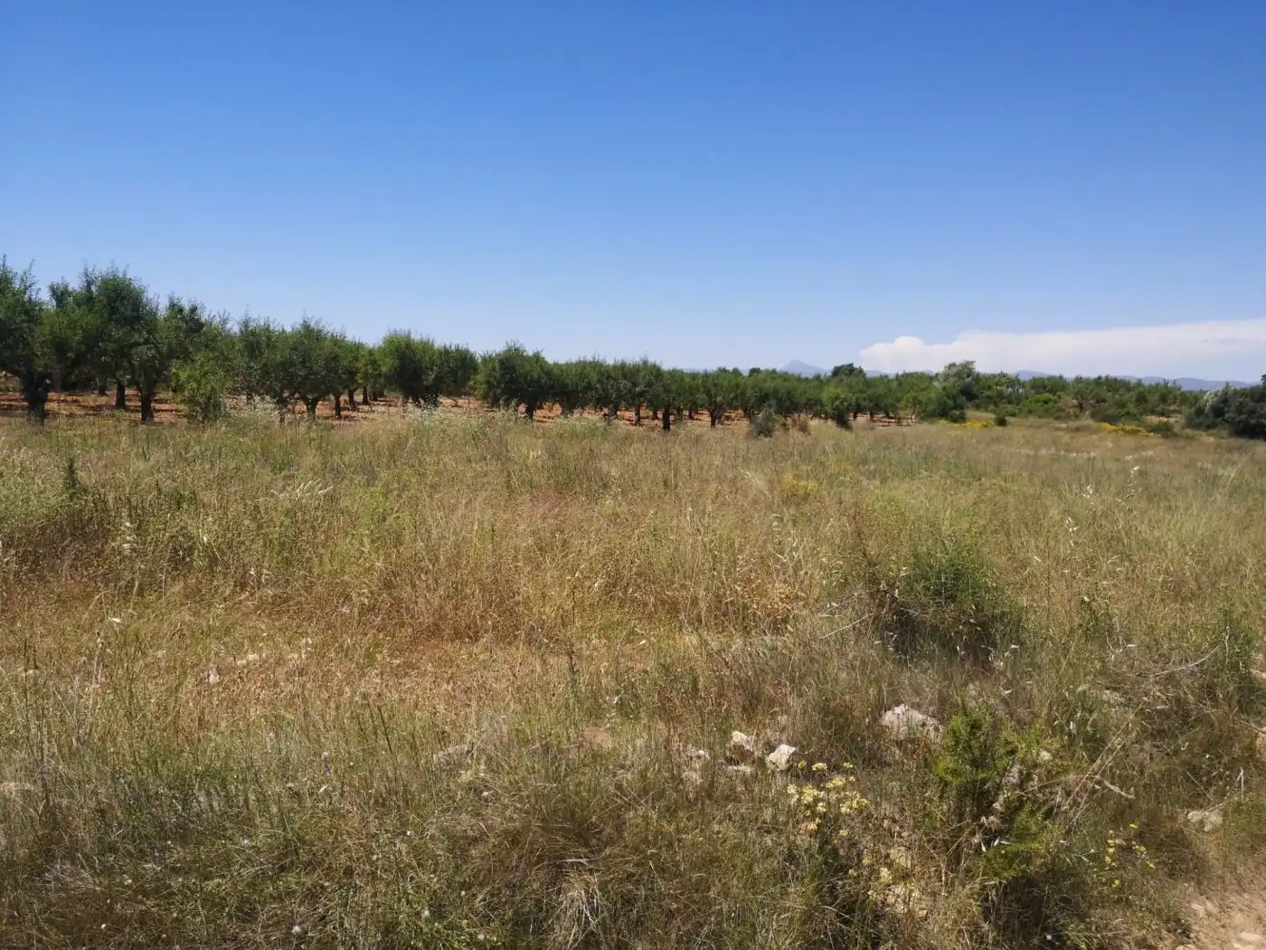 Terreny rústic en venda a Vall d'Alba, imagen 10