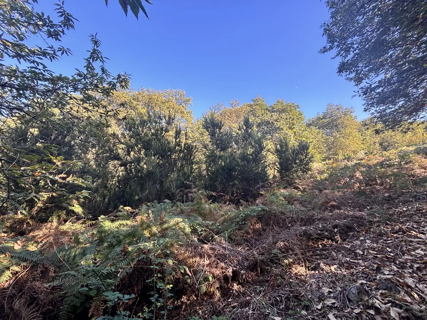 Terreno rustico in vendita a Lugar el Balayo, imagen 11