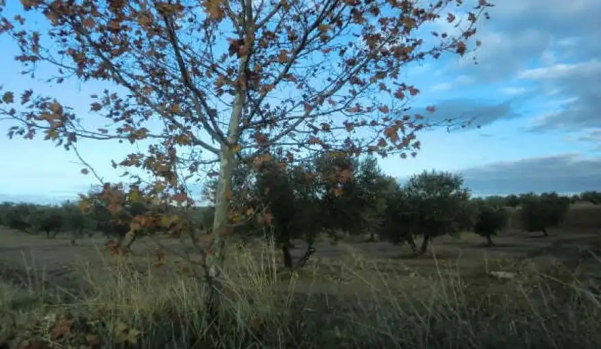 Terreny rústic en venda a Burguillos de Toledo, imagen 8