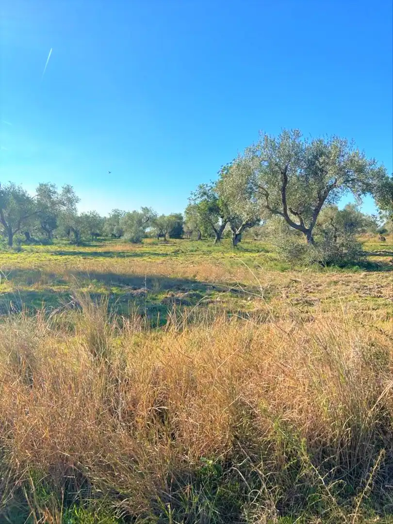 En venta finca rústica en Vinaròs, imatge 3