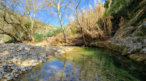 FINCA DE 2700 OLIVOS EN ALGARINEJO GRANADA, imatge 4