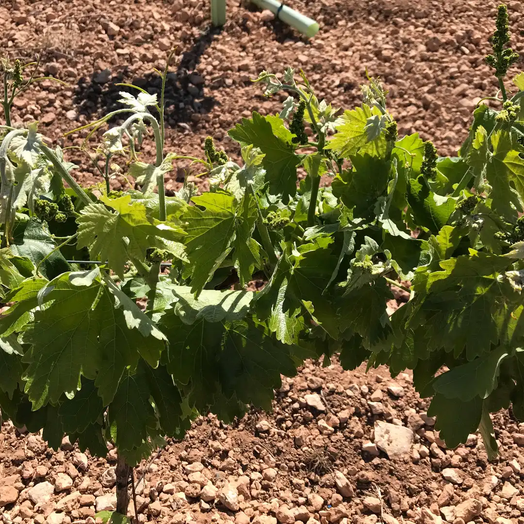 Terrenys i solars en venda a Mota del Cuervo, imagen 7