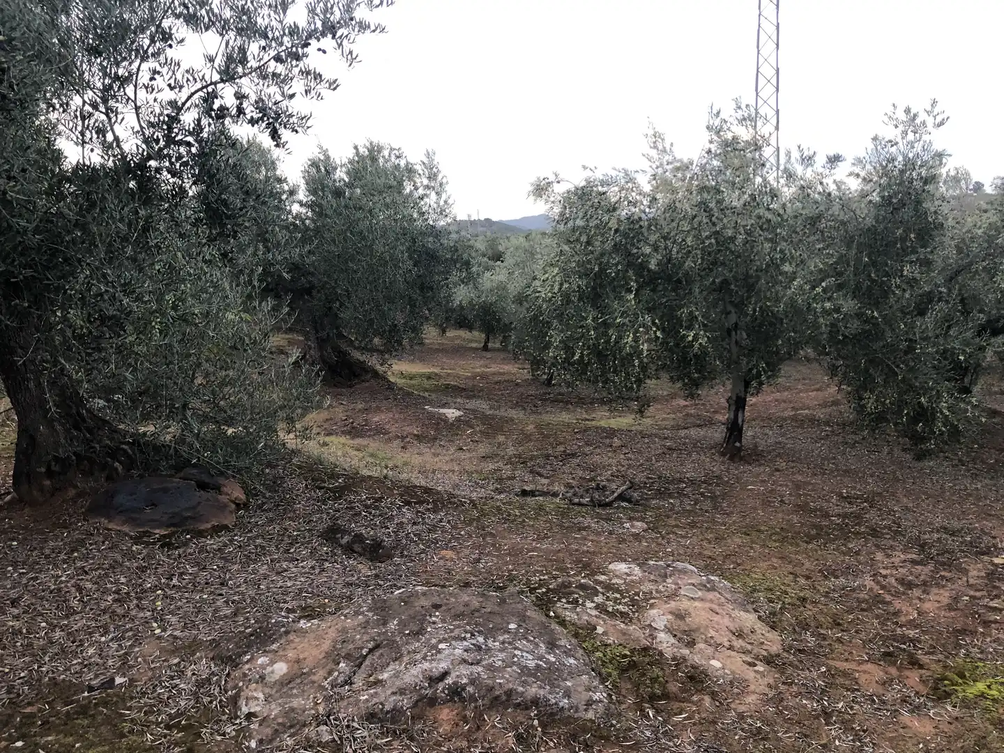 Rustikales Grundstück zum Verkauf in Montoro, imagen 8