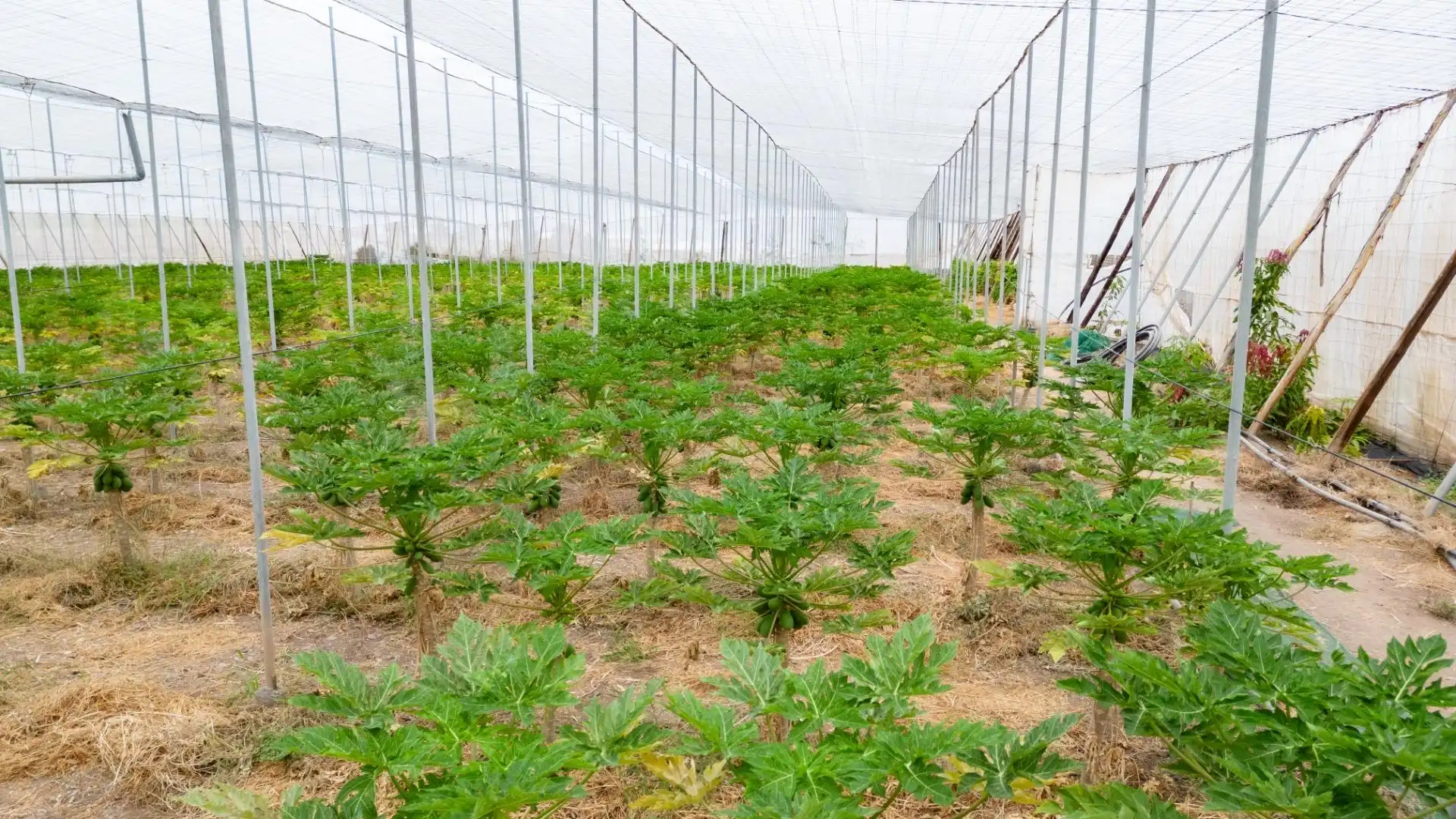 Jardín de Terreno en venta en San Cristóbal de la Laguna