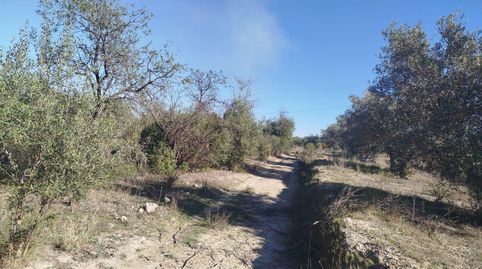 TERRENO RUSTICO AGRARIO ,CON OLIVOS EN PRODUCCIÓN, immagine 4