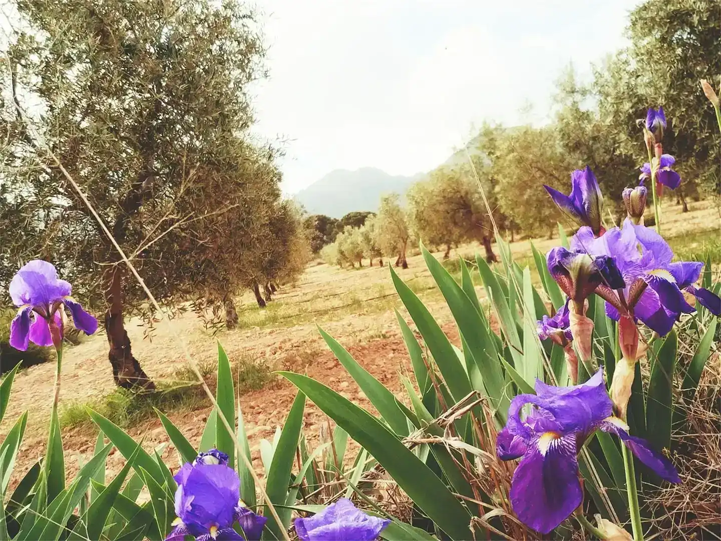 Jardín de Casa o chalet en venta en Jumilla, Murcia
