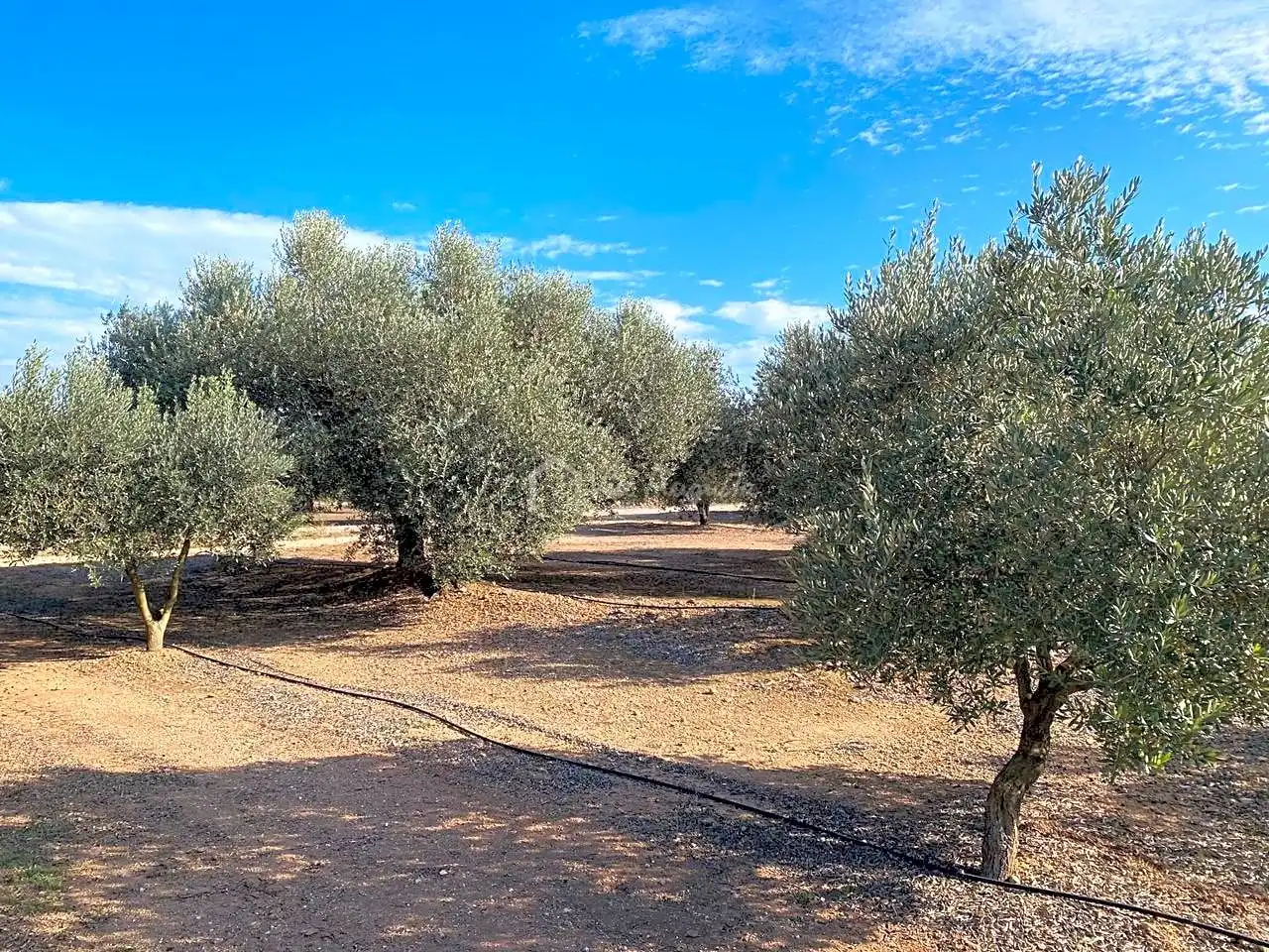 Rural land for sale in Partida Pedres, imagen 9