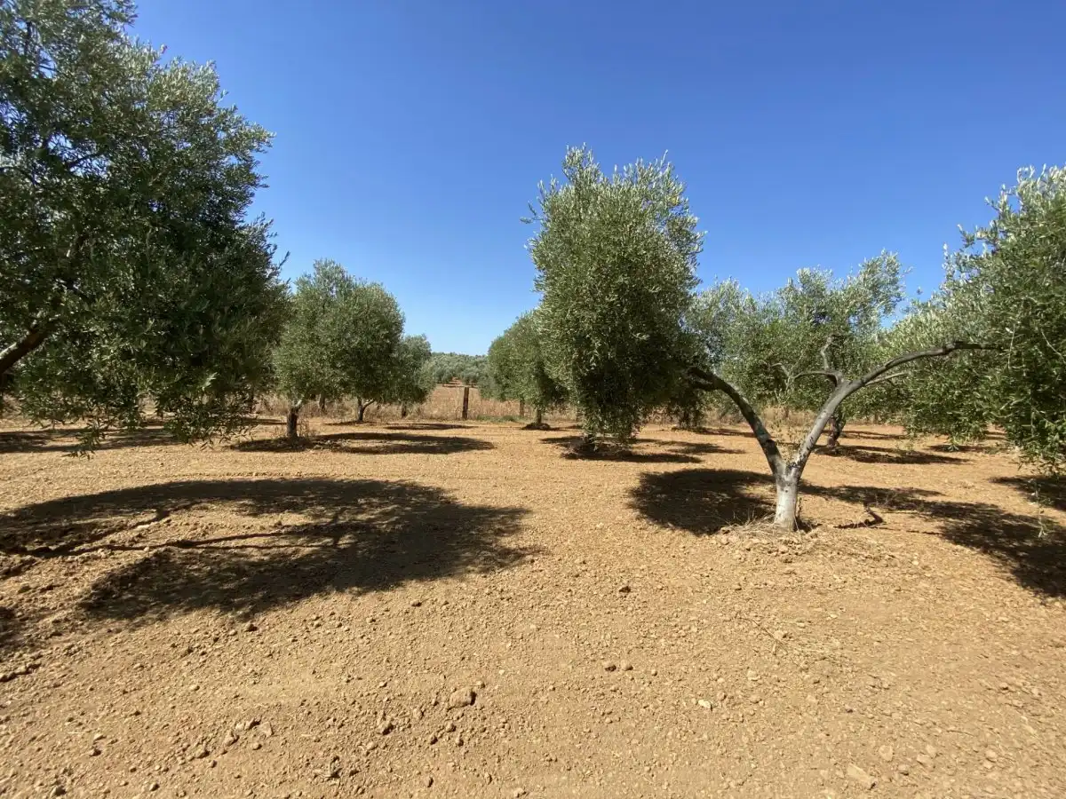 Casa rústica en venta en Gibraleón, imagen 4