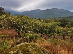 Terreni e lotti in vendita a Jarandilla de la Vera, imagen 6