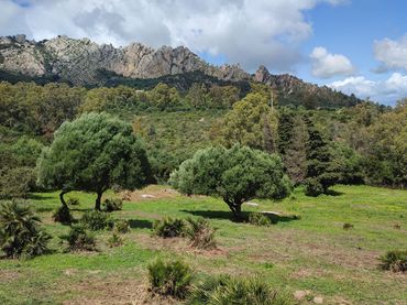 Terreno rustico in vendita a Facinas