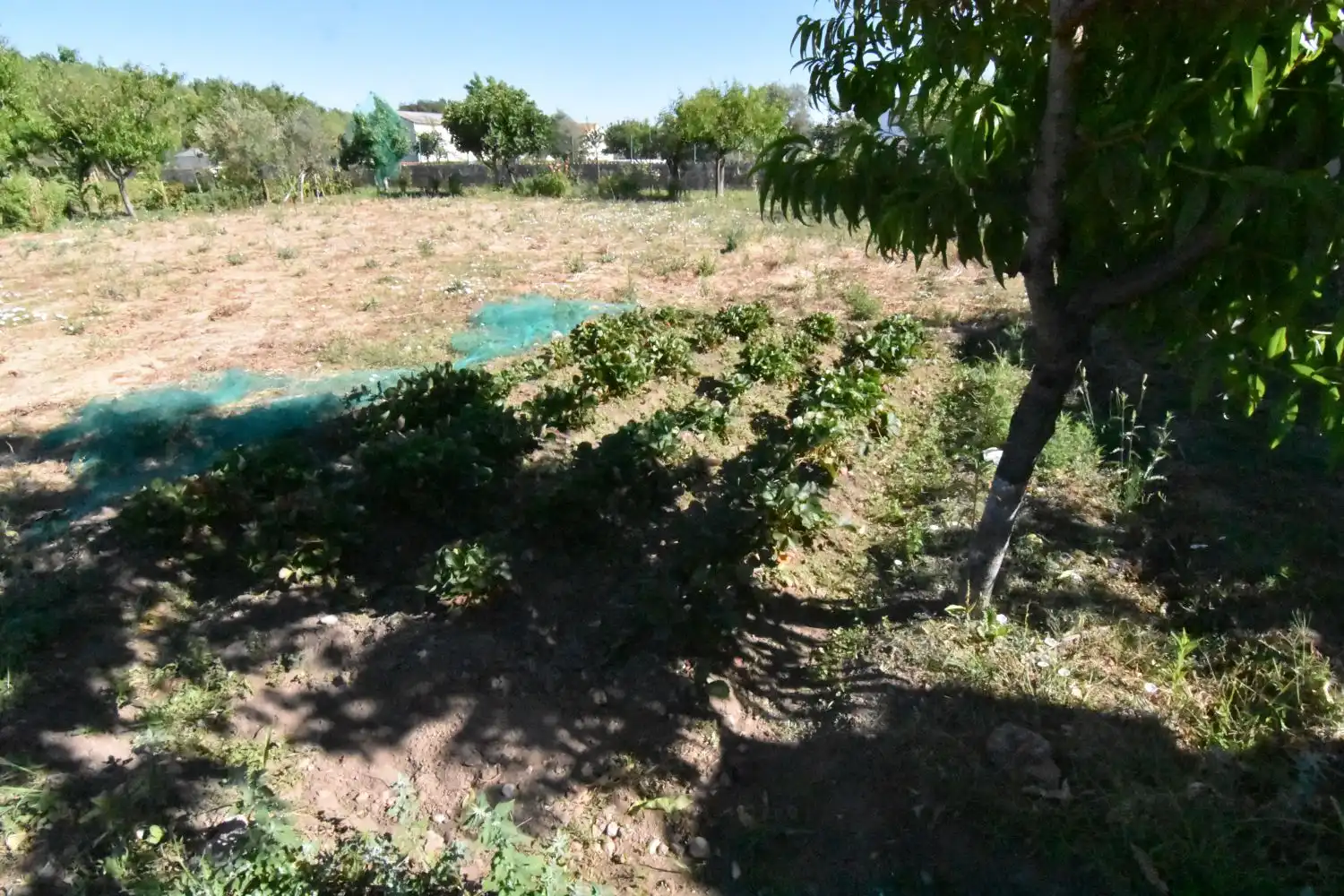 Finca rústica en venta en Ciudad Rodrigo