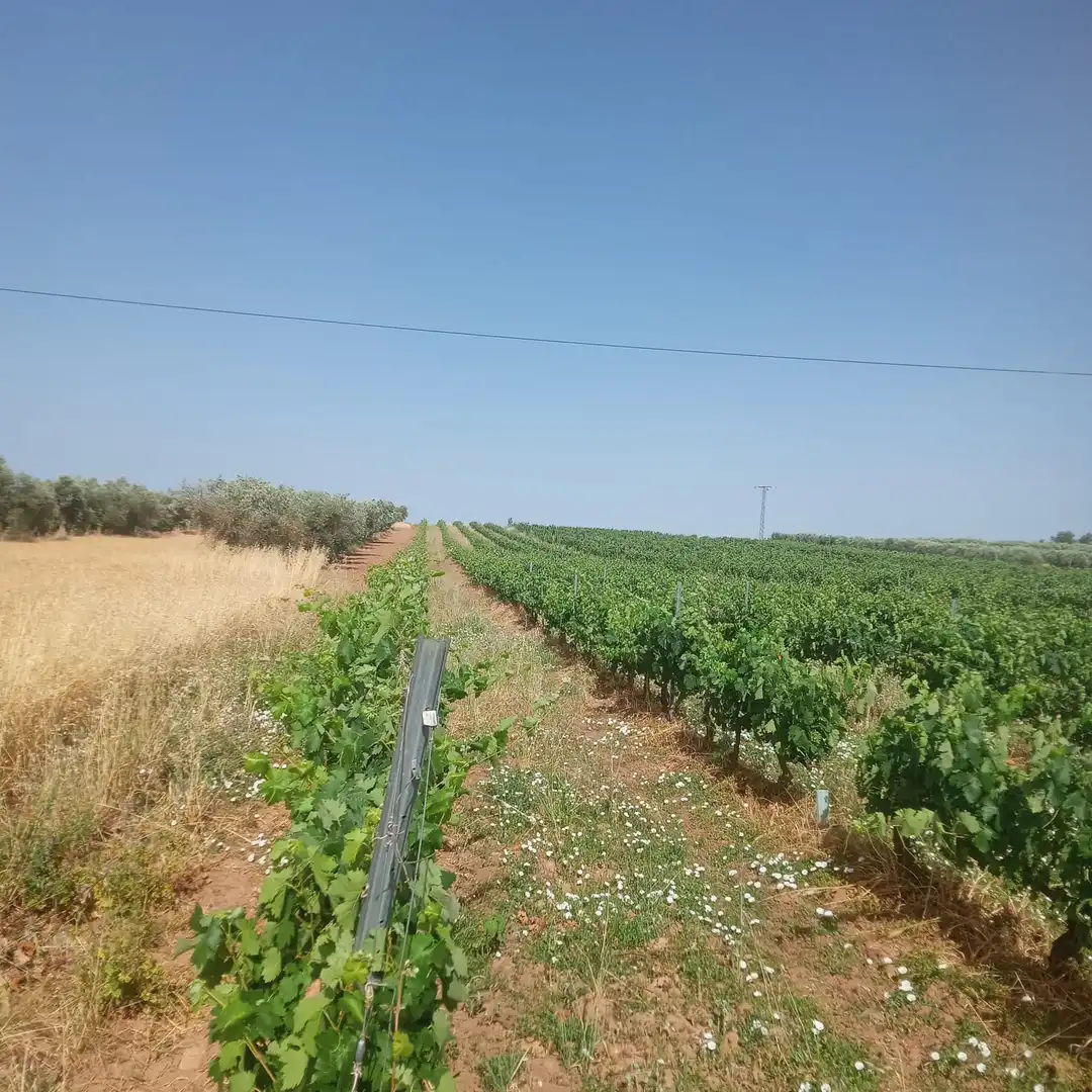 Terreny rústic en venda a Murillo de Río Leza, imagen 4