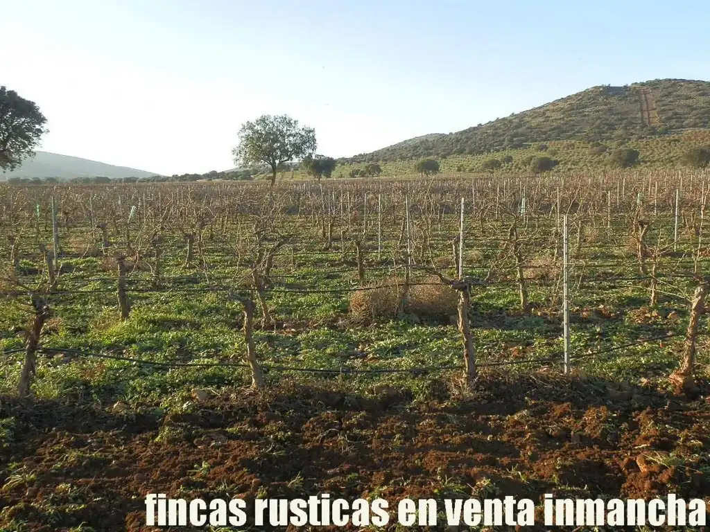 Terreno rústico en venta en Moral de Calatrava, imagen 3