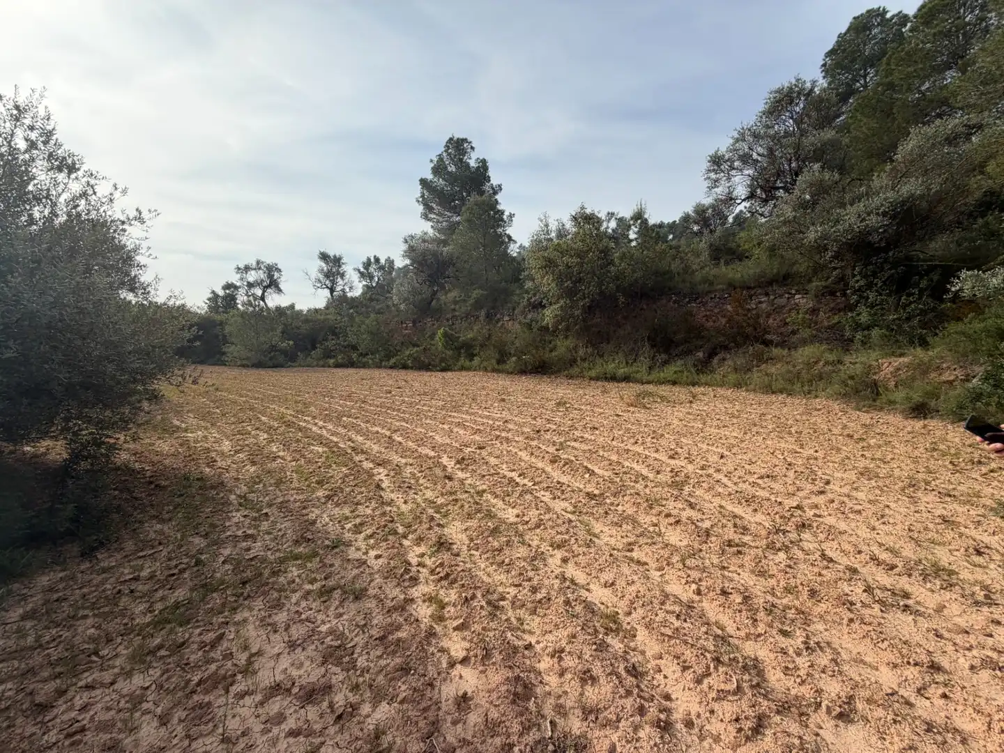 Terreno rustico in vendita a Ascó
