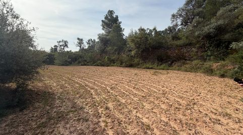 Terreno rústico en venta: más de 1 hectárea de campo natural.