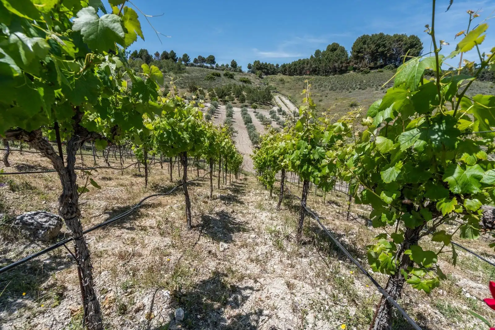 Finca rústica en venta en Chinchón con Aire acondicionado, Calefacción y Jardín privado