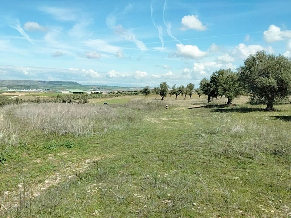 Land for sale in Torres de la Alameda