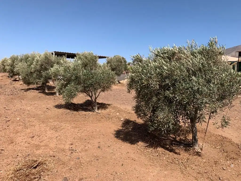 Jardín de Casa o chalet en venta en Puerto del Rosario con Jardín privado, Terraza y Trastero
