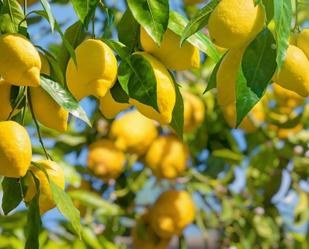 Garden of Land for sale in Orihuela