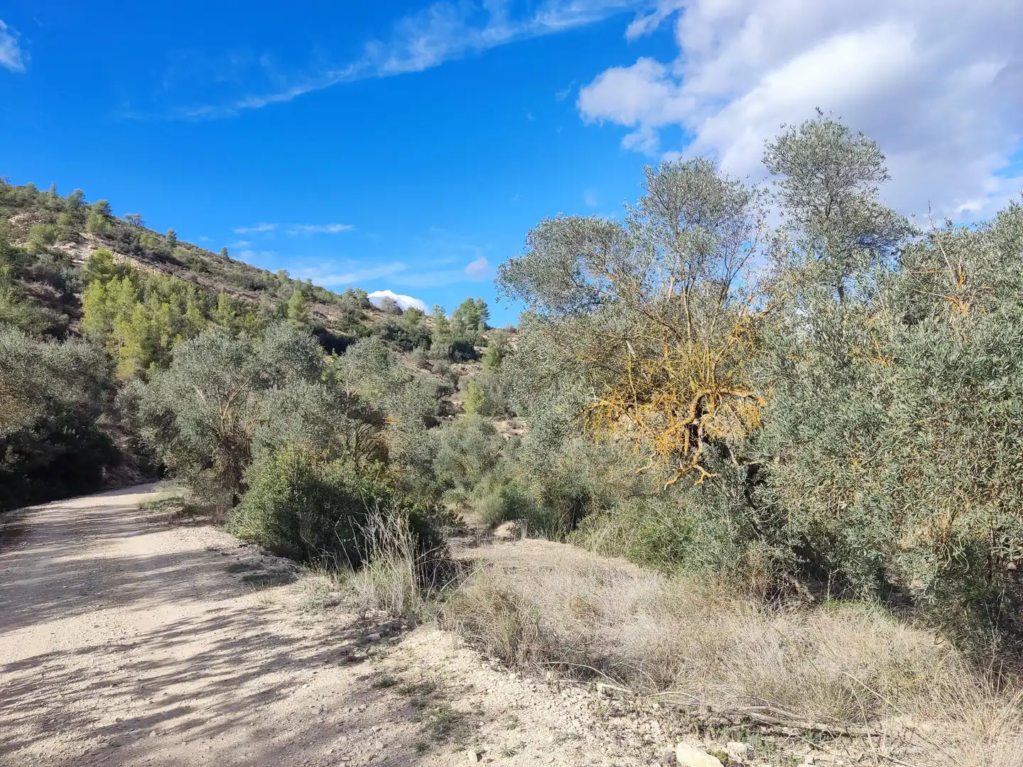 Terrain rustique à vendre à Riba-roja d'Ebre, imagen 5