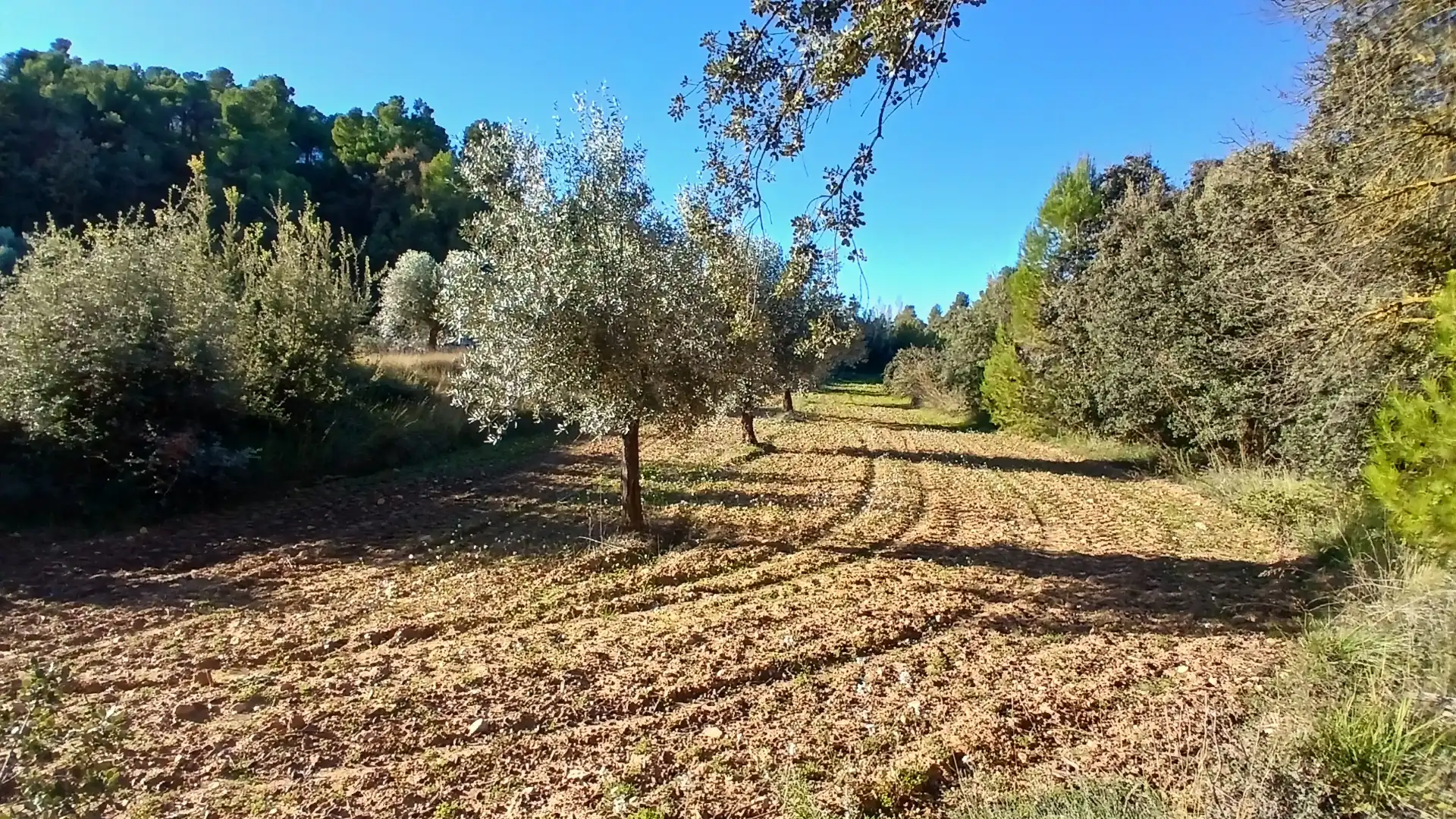 Terreno rustico in vendita a N/A, imagen 4