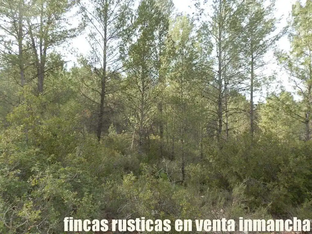Rural land for sale in Requena, imagen 10