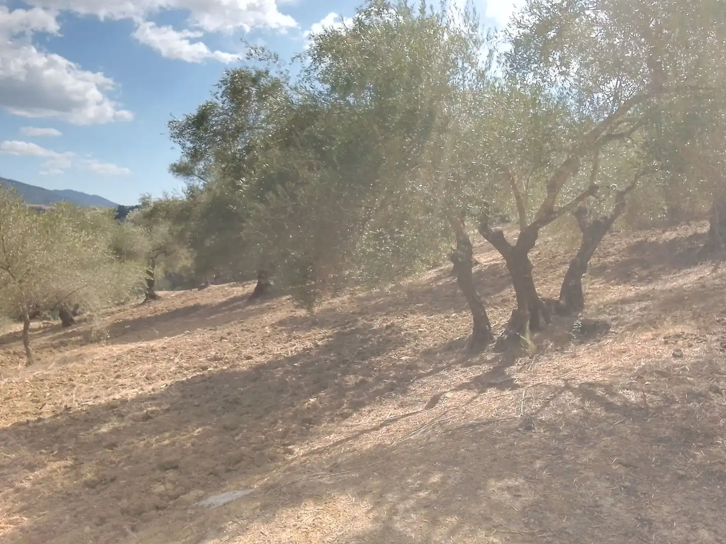 Terrain rustique à vendre à Cortes de la Frontera, imagen 36