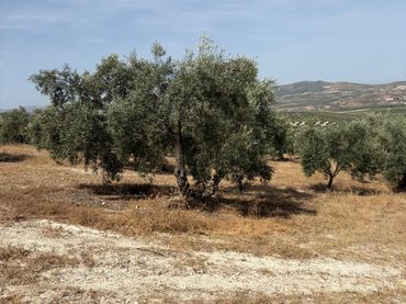 Terreno rustico in vendita a N/A