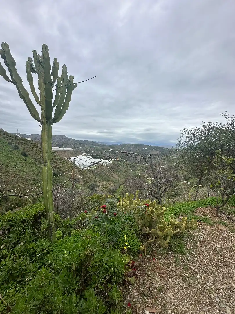 Exterior view of Houses for sale in Iznate