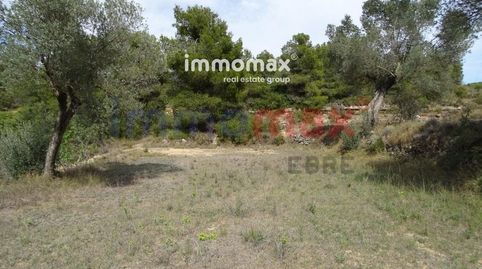 Finca de 35.970 m² con caseta de 48m2, agua y a 2km de Batea. La finca se encuentra plantada de olivos y tierra preparada para pla, imagen 5