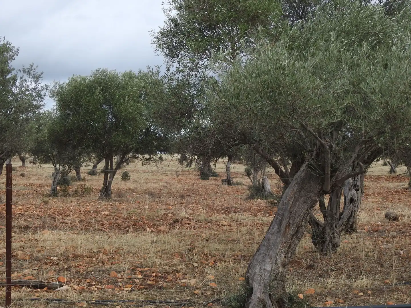 Terreni e lotti in vendita a Peraleda de la Mata, imagen 25