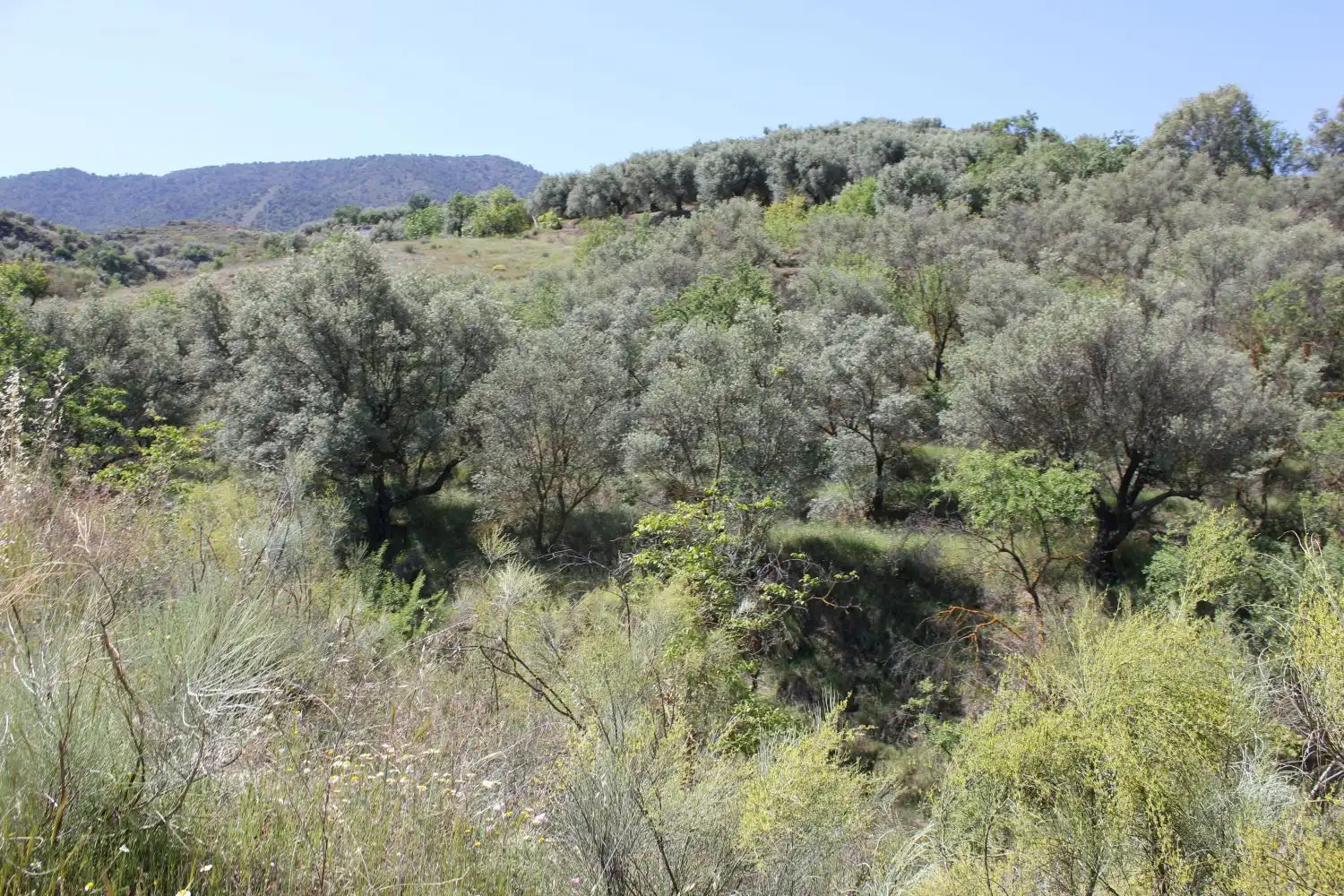Terreni e lotti in vendita a andalucia, imagen 10