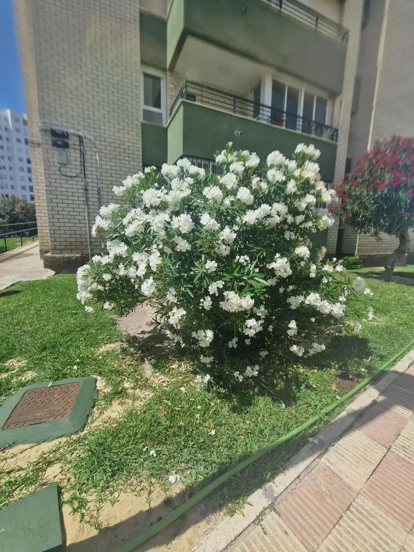 Flat with terrace for sale in Valdelagrana, imagen 3