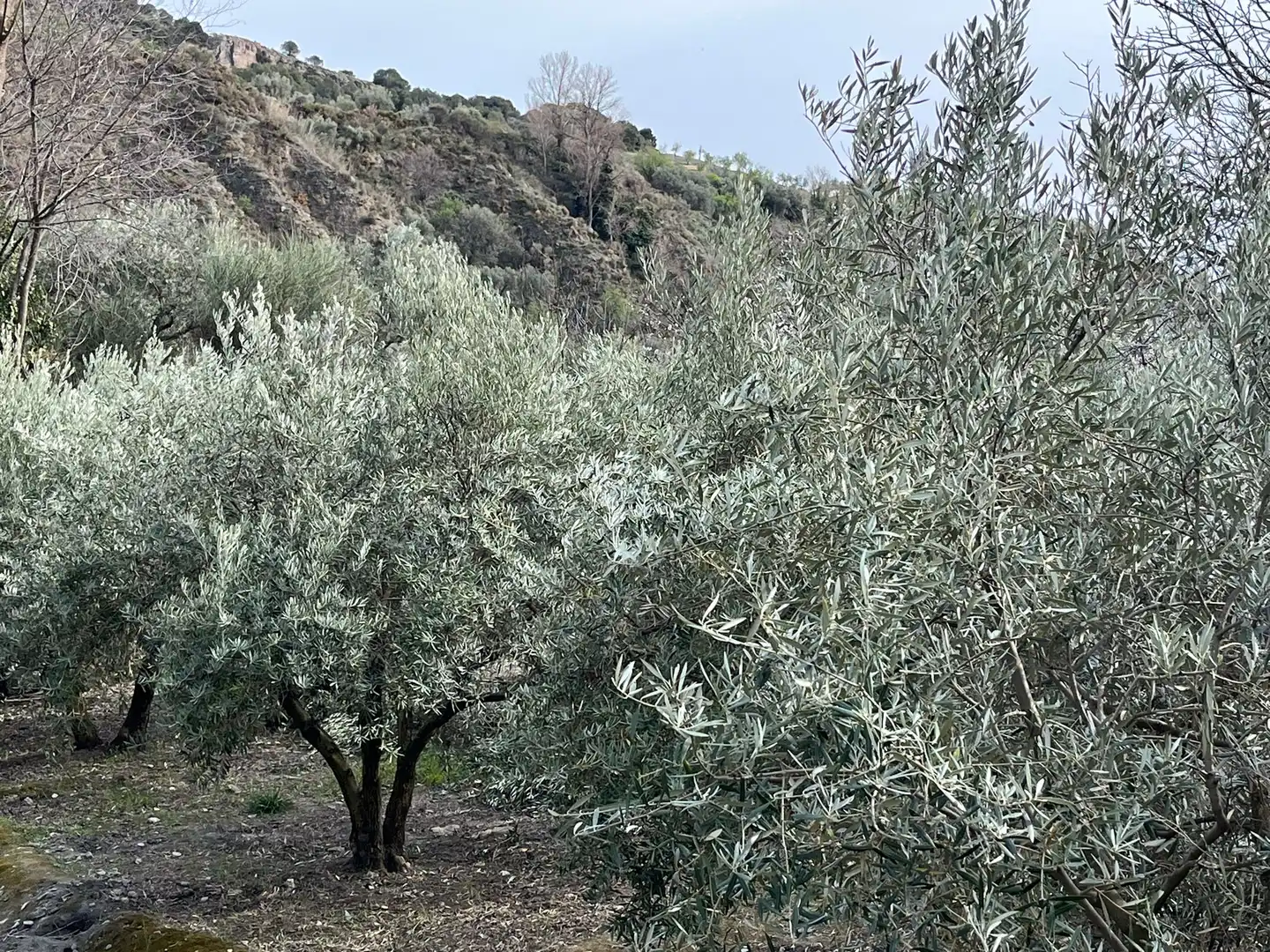 Jardí de Terreny en venda en Lecrín