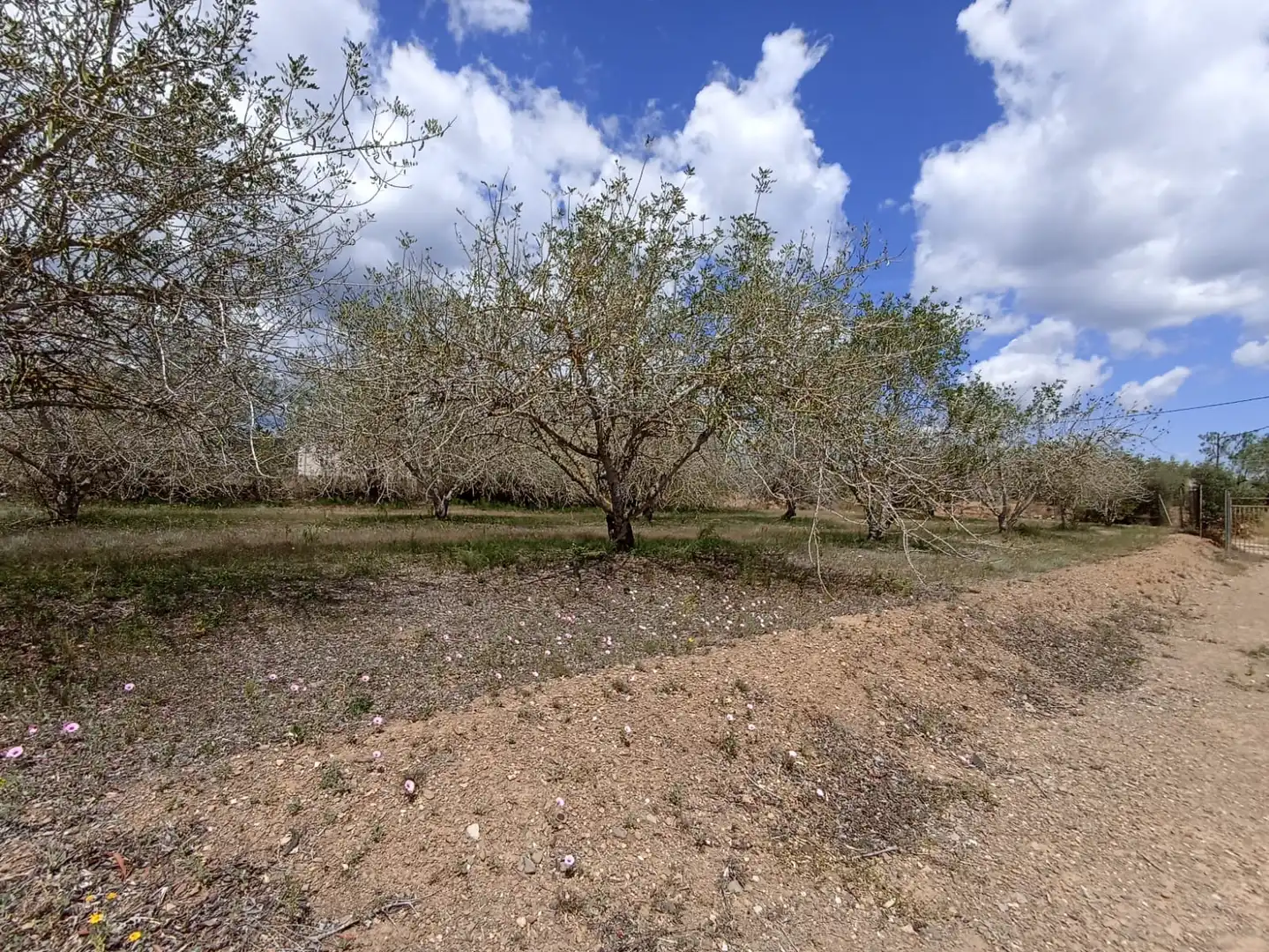 Rural land for sale in Carretera, imagen 10