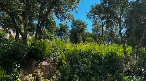 Terreno Lloret, imatge 4
