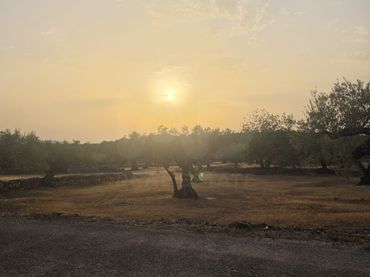 Terrenys i solars en venda a El Perelló