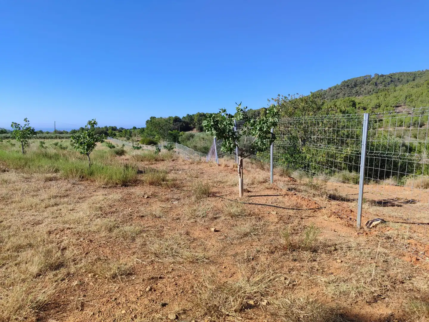Terreno en venta en Riudecols