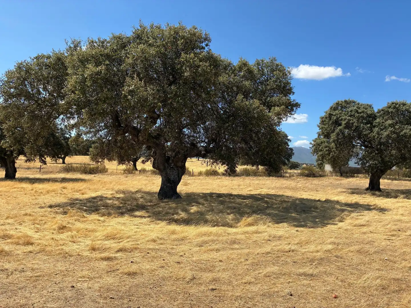 Rural land for sale in Mohedas de la Jara, imagen 11