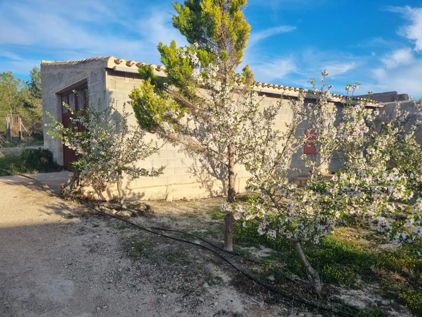 Vista exterior de Casa o xalet en venda en Cieza