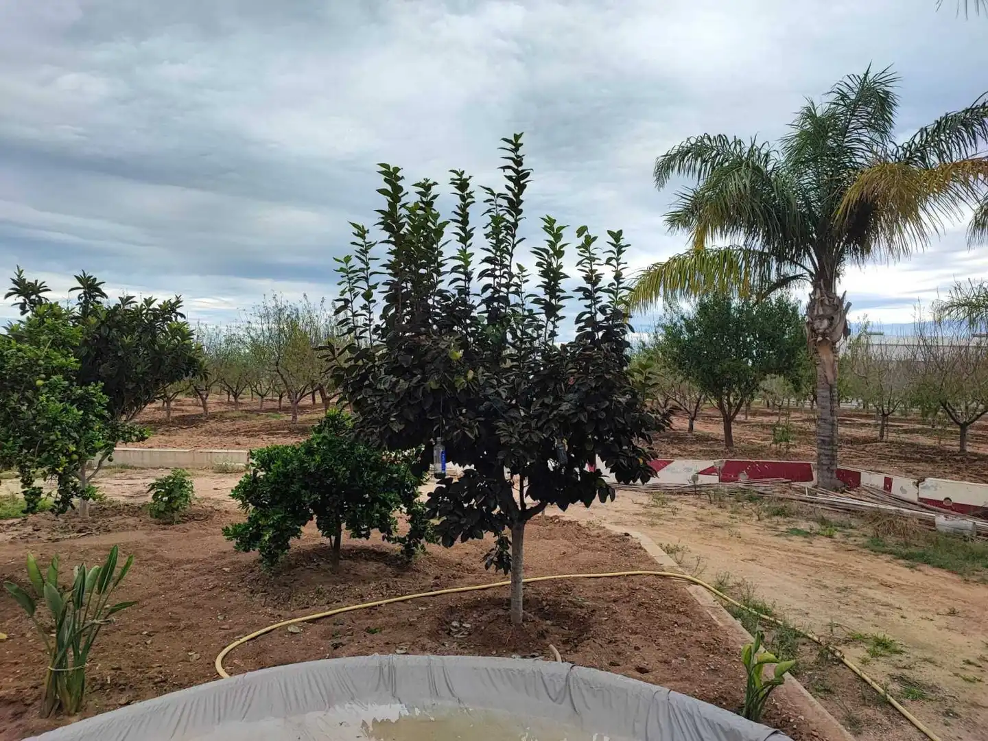 Lands and plots for sale in Sueca ciudad, imagen 16
