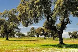 Rural land for sale in Marchena