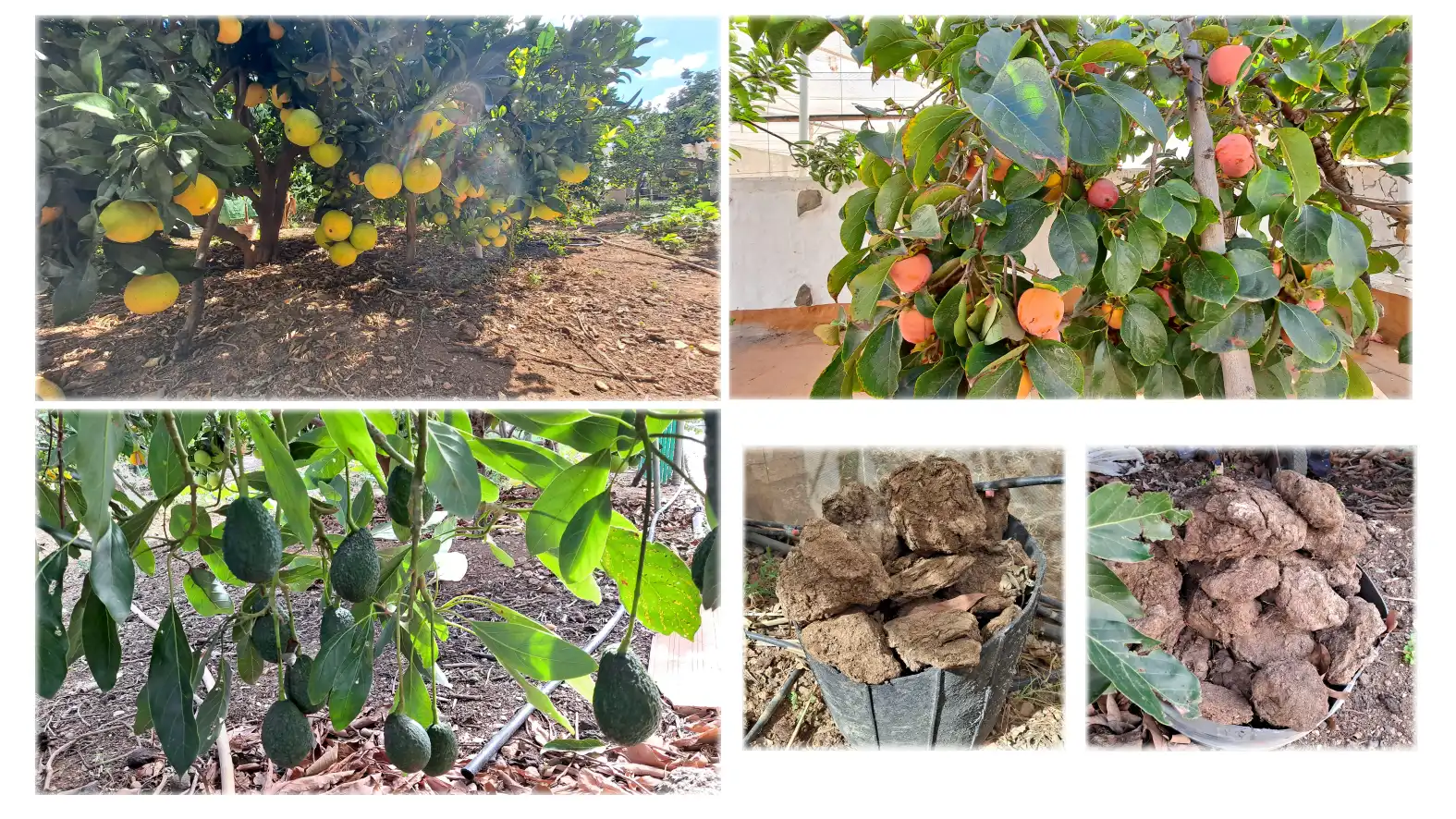 Jardín de Finca rústica en venta en Ingenio con Terraza, Horno y TV