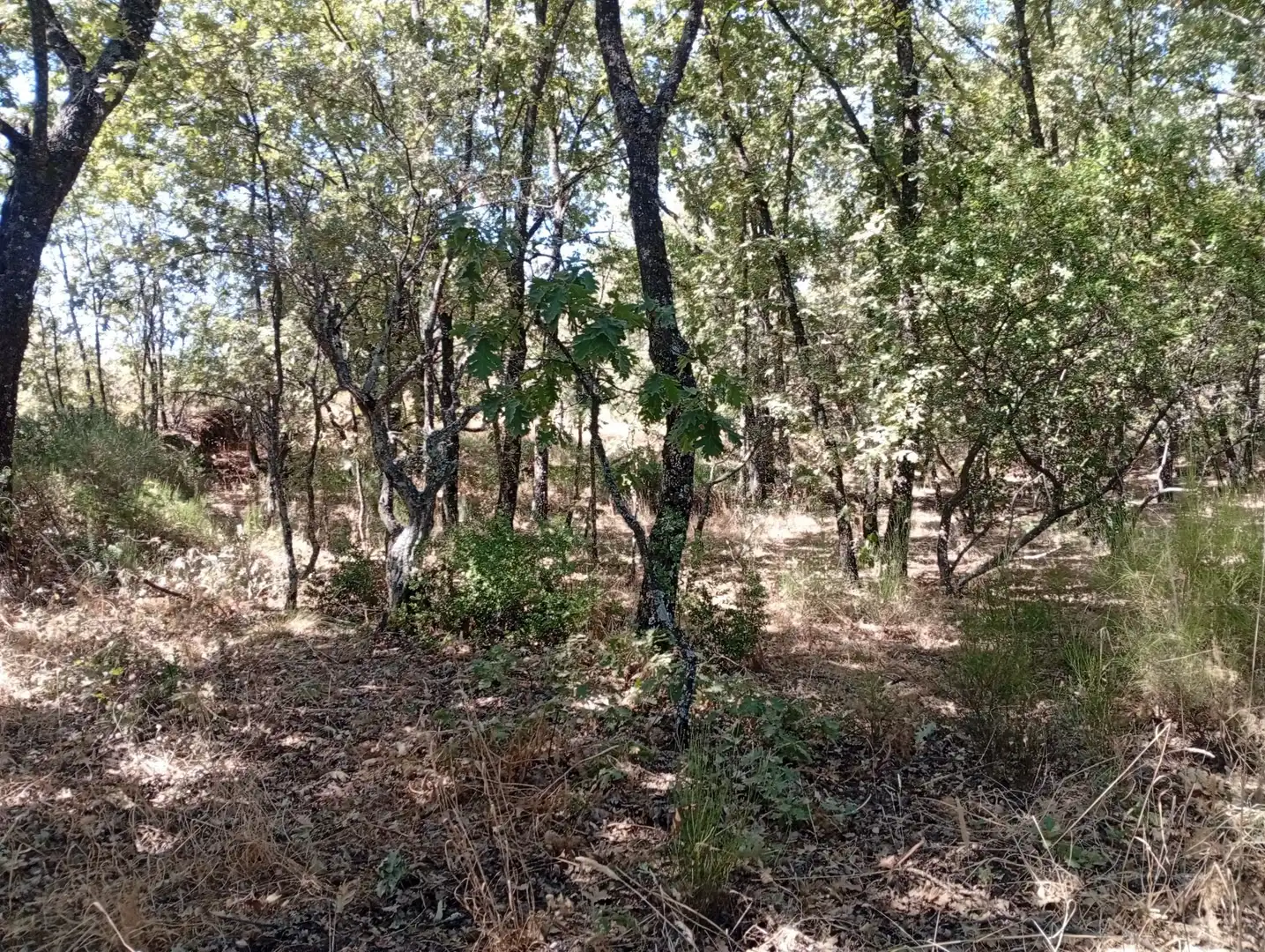 Terreni e lotti in vendita a Villanueva de la Vera, imagen 34