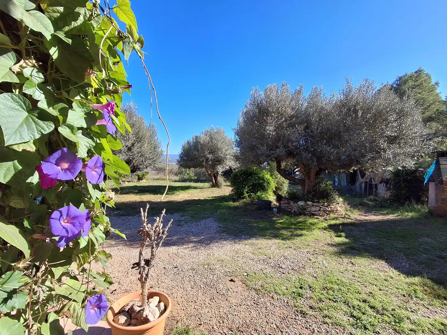 Finca rústica en venda en Móra d'Ebre
