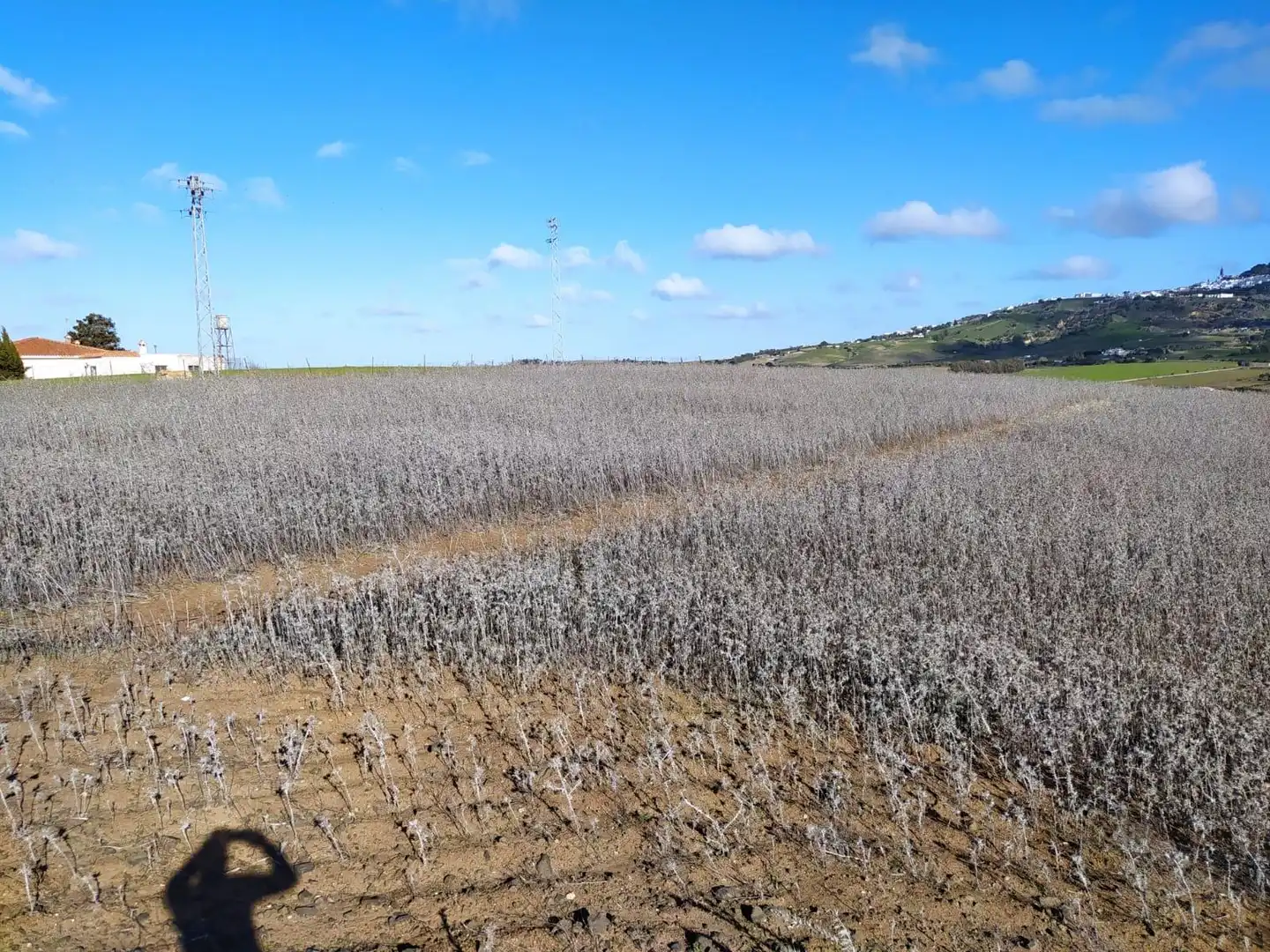 Terreny rústic en venda a Medina Sidonia, imagen 8